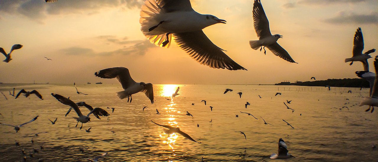 cover 2วัน1คืน พักที่ตากอากาศบางปู แล้วไปยืนชูกากหมู ป้อนนกนางนวล