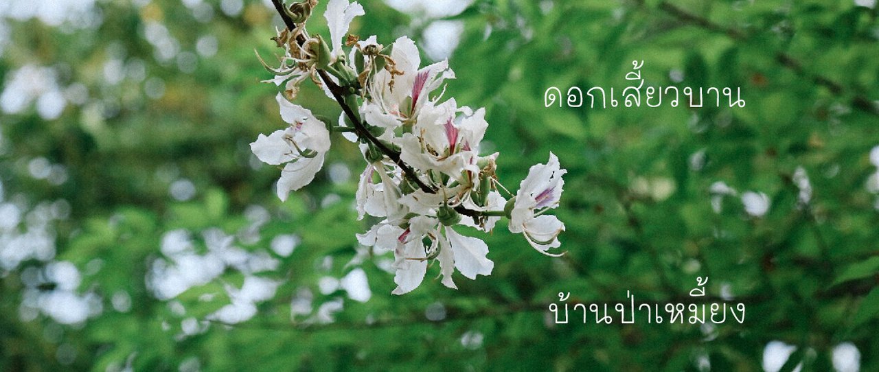 cover ดอกเสี้ยวบาน บ้านป่าเหมี้ยง ฟังนกขับขาน ที่ลานกิ่วฝิ่น อุทยานฯ แจ้ซ้อน นครลำปาง