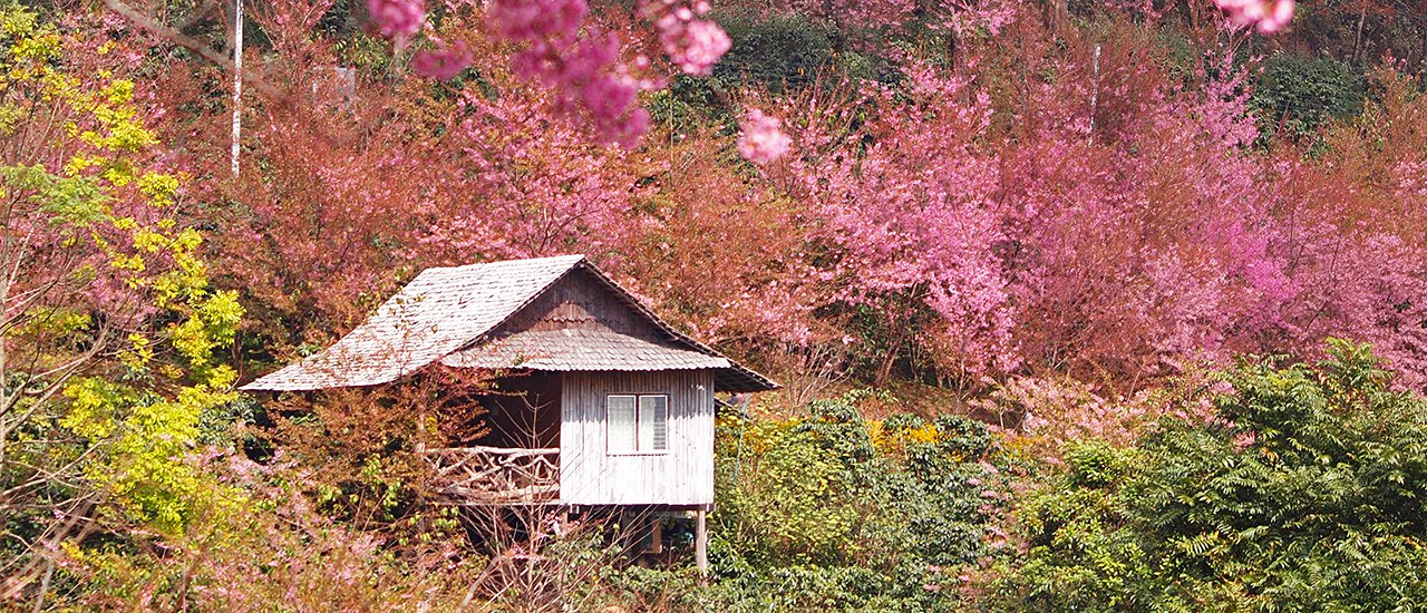 cover เช่าสองล้อตะลอนเชียงใหม่ สนุกเที่ยวง่าย 5 เส้นทาง วัดวาป่าเขาธรรมชาติครบรส