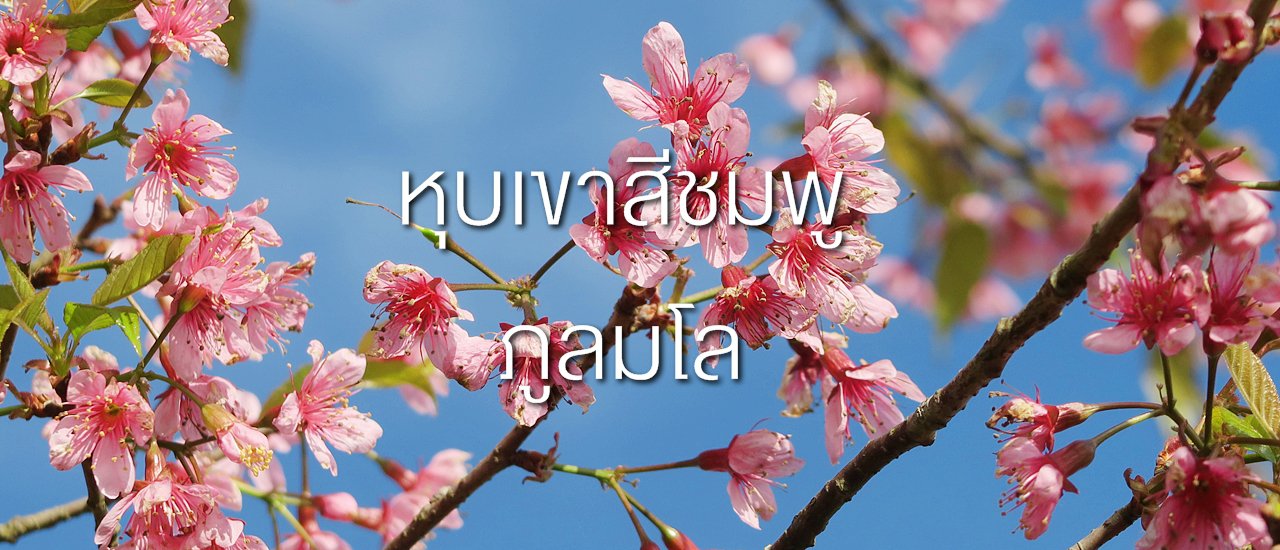 cover #เที่ยวหุบเขาสีชมพู ที่นี่... ภูลมโล ###