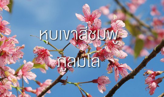 Cover #เที่ยวหุบเขาสีชมพู ที่นี่... ภูลมโล ###...