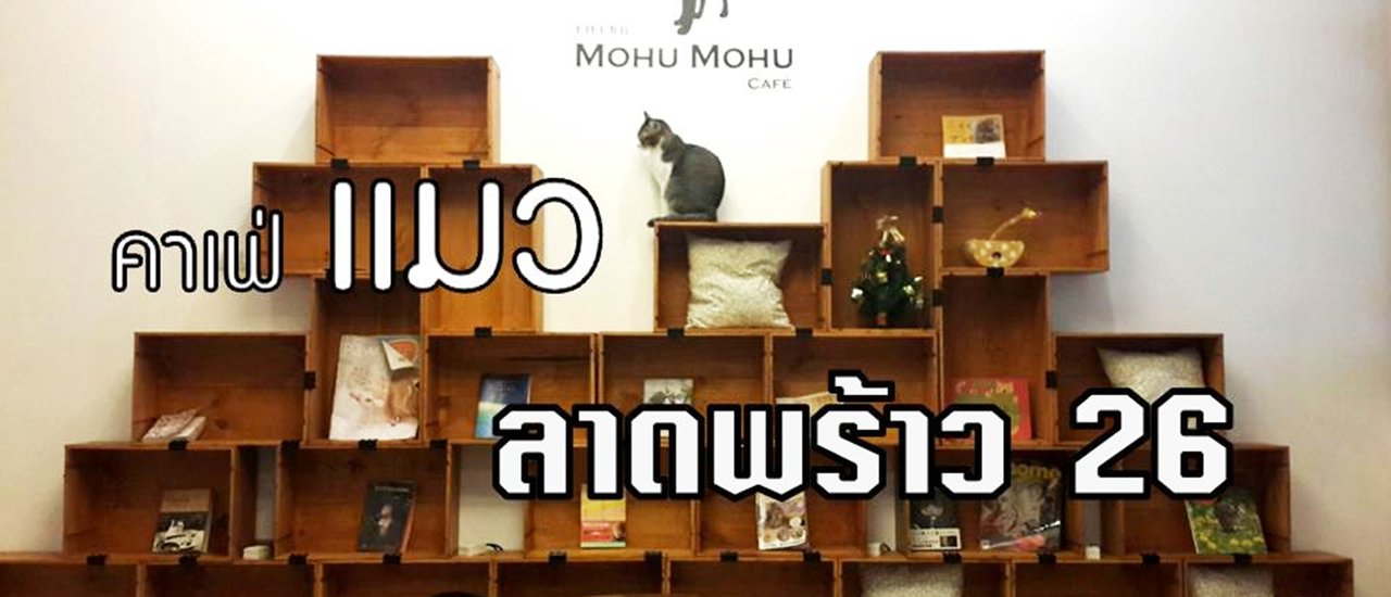 cover คาเฟ่แมว Mohu Mohu Cafe