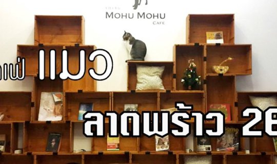 cover คาเฟ่แมว Mohu Mohu Cafe