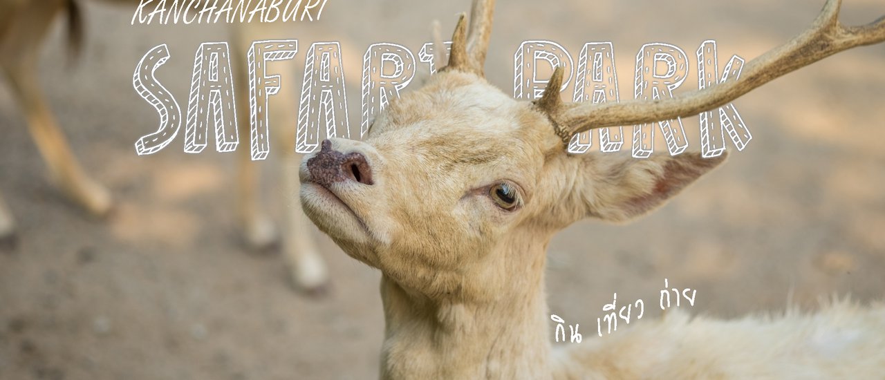 cover ยีราฟที่กาญจนบุรีก็มีด้วย !!  // ซาฟารี ปาร์ค​ แอนด์ แคมป์