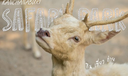 cover ยีราฟที่กาญจนบุรีก็มีด้วย !!  // ซาฟารี ปาร์ค​ แอนด์ แคมป์