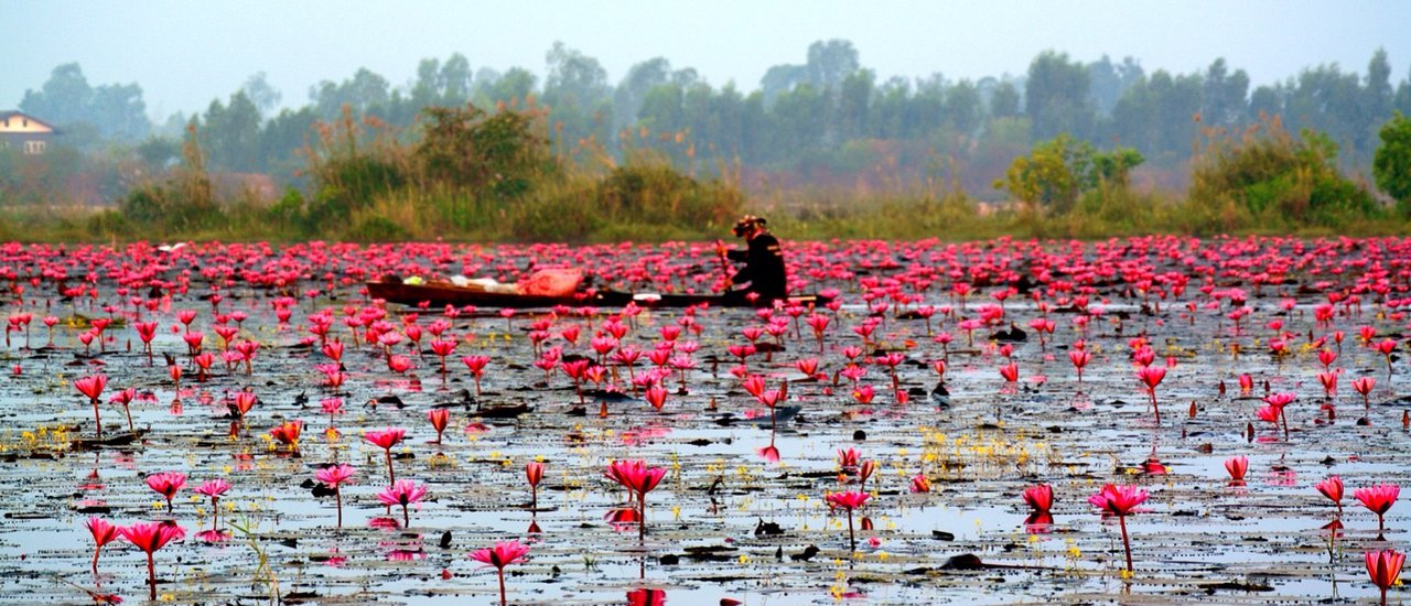 cover Fatty Uncle Eat & Travel trip 2015 at "Talay Bua Daeng" ( Red Lotus Sea) Udon Thani , one of the world's lake tourism destinations.