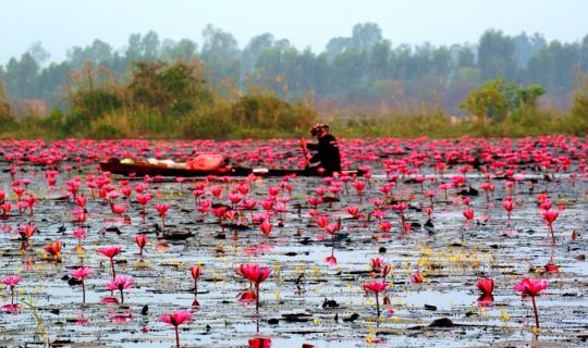 cover Fatty Uncle Eat & Travel trip 2015 at "Talay Bua Daeng" ( Red Lotus Sea) Udon Thani , one of the world's lake tourism destinations.