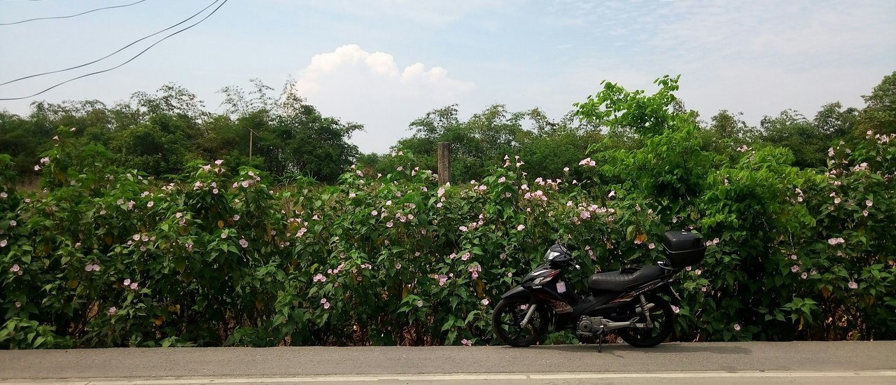 cover Half day trip : เที่ยวสายคลอง ชมโบสถ์และดอกไม้