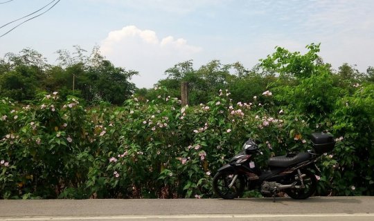 cover Half day trip : เที่ยวสายคลอง ชมโบสถ์และดอกไม้