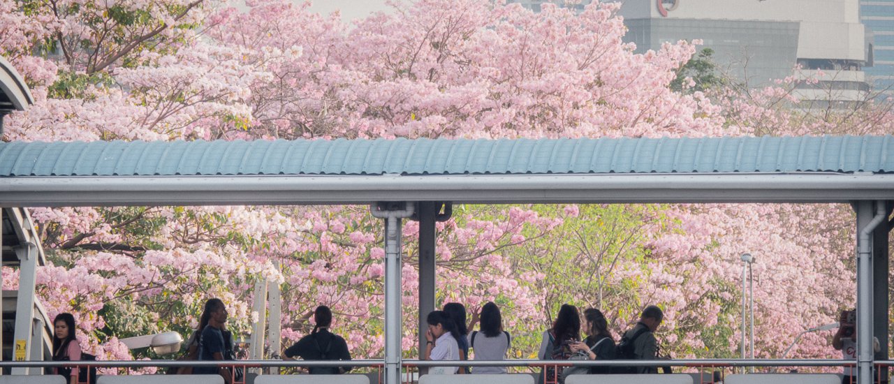 cover ชมพูพันทิพย์ In The City