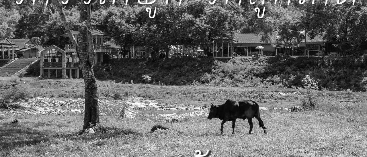 cover รักวัวให้ผูก รักลูกให้ตี รักปอดให้ไปคีรีวง