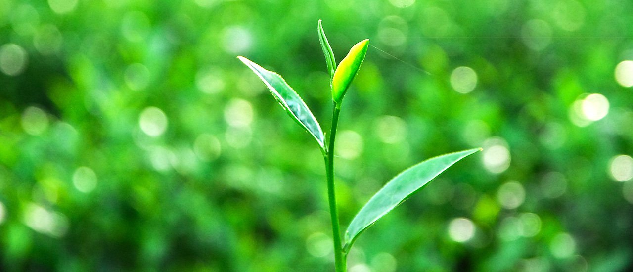 cover slow life : low cost : low season in Chiang Rai