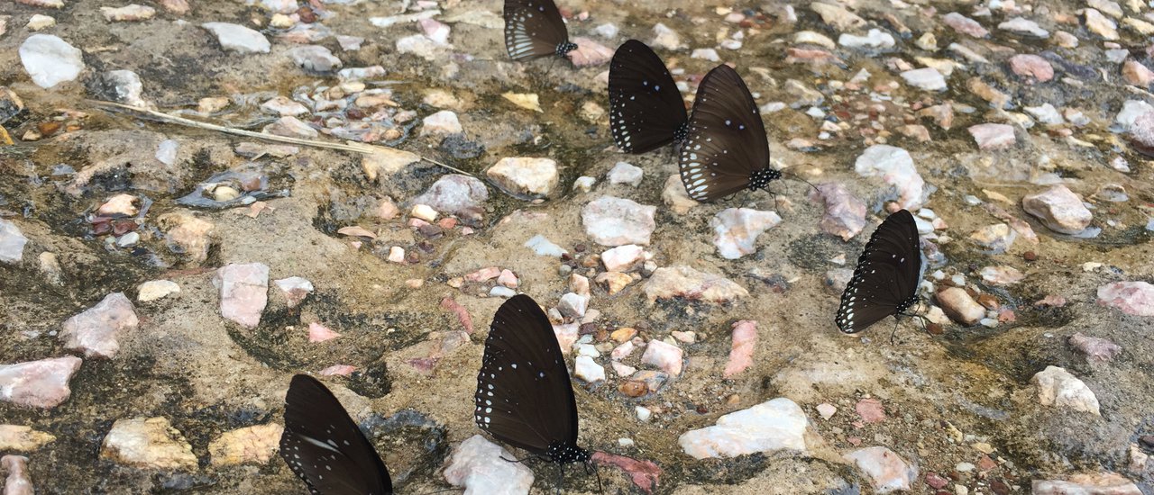 cover ผี เ สื้ อ นี้ ที่ .. อุ ท ย า น แ ห่ ง ช า ติ ป า ง สี ด า