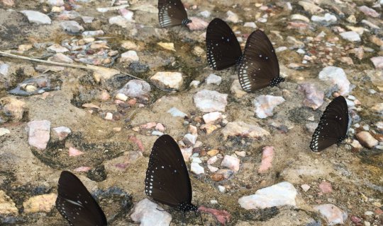 cover ผี เ สื้ อ นี้ ที่ .. อุ ท ย า น แ ห่ ง ช า ติ ป า ง สี ด า