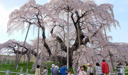 Cover MIHARU TAKIZAKURA : A  1000-year-old Cheery Tree...