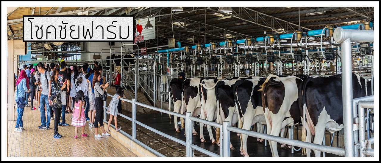 cover " ฟาร์มโชคชัย " ท่องเที่ยวเชิงเกษตร ฟาร์มโคนมที่ใหญ่ที่สุดในเอเชีย #KORAT